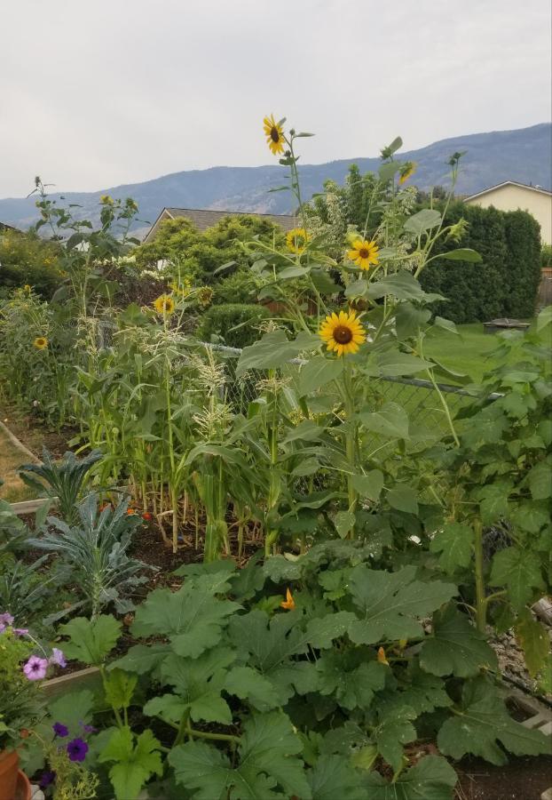 Global Village Permaculture Bnb Oliver Extérieur photo